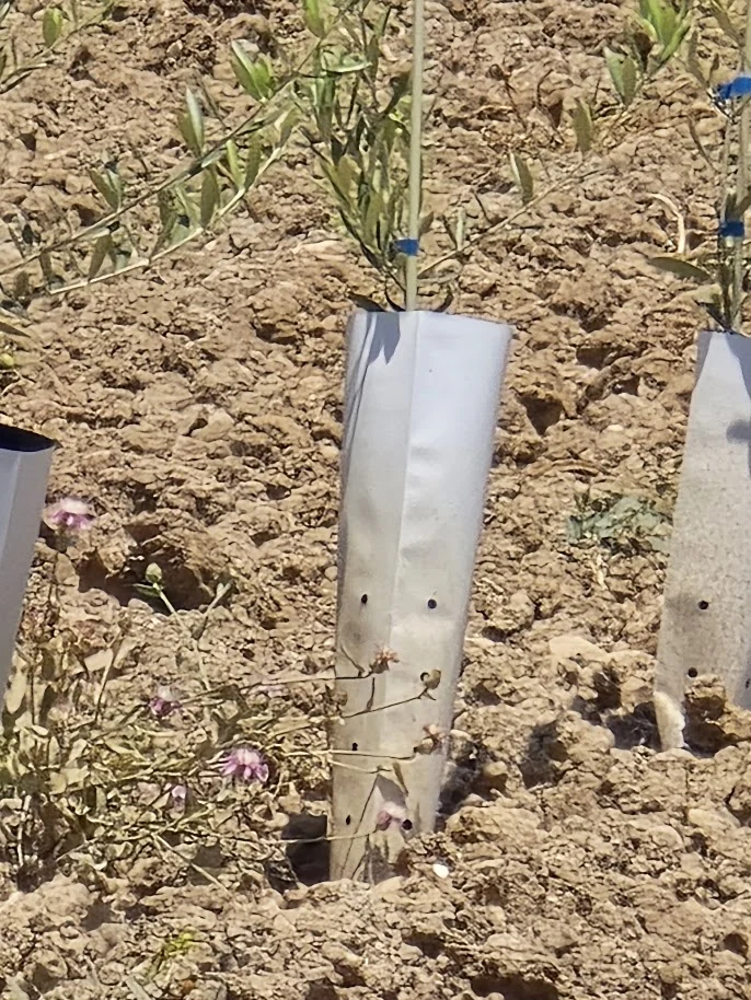 Protectores para plantas